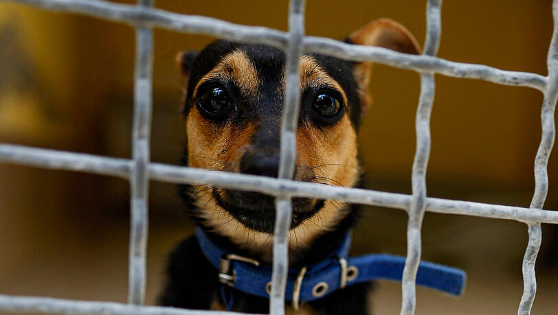 Die Tierheime sind voll, auch in München stehen 80 Hunde auf der Warteliste. (Symbolbild)