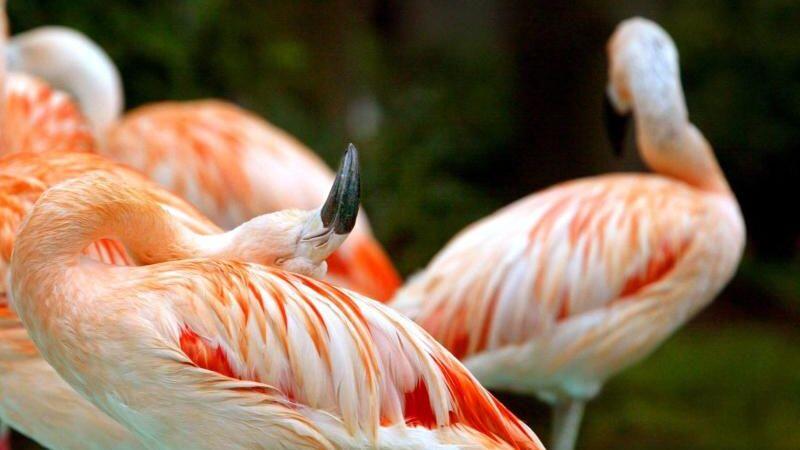 Flamingos stehen im Freizeitpark Geiselwind. Foto: Karl-Josef Hildenbrand/Archivbild