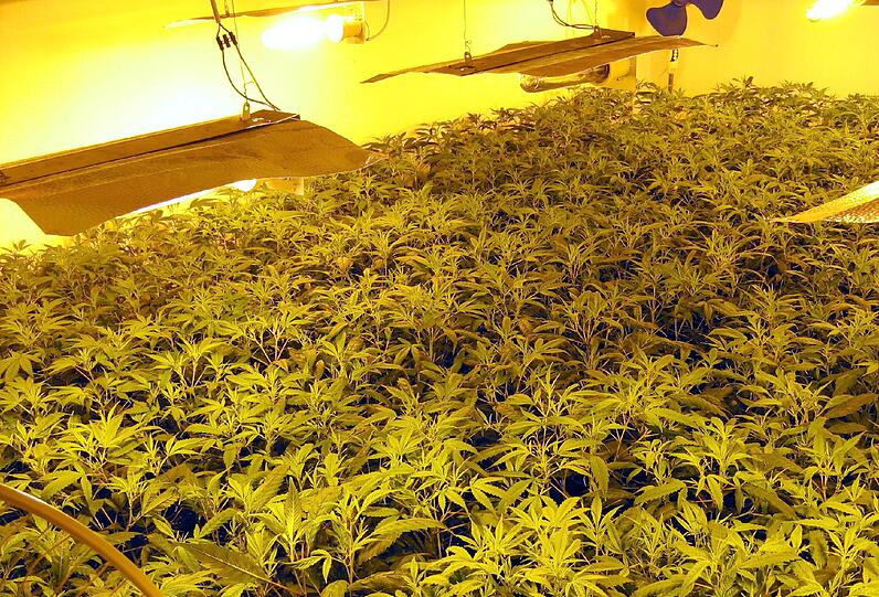 Das Foto, das der Zoll am Dienstag zur Verfügung stellt, zeigt eine Marihuana-Plantage in einem Wohnhaus bei Aschaffenburg (Unterfranken). Rauschgiftermittler haben dort 20 Kilo Marihuana und 300 Hanfpflanzen beschlagnahmt.