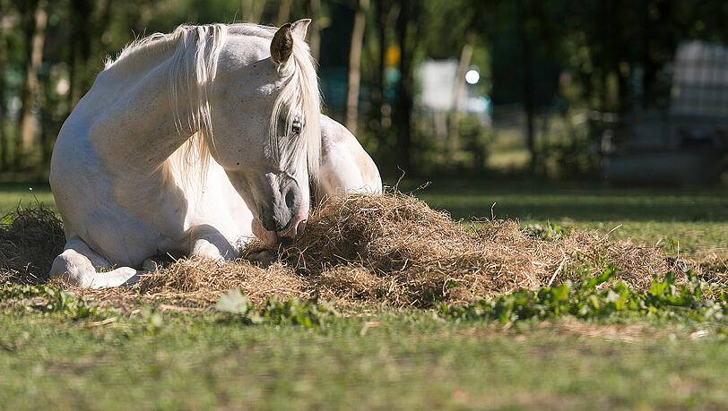 Das Münchner Amtsgericht musste sich mit zwei Ponys beschäftigen. (Symbolbild)