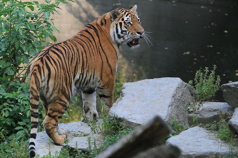 Tiger Jegor lebt seit 19. Juli in Hellabrunn. Er ist 20 Monate alt und schon fast ausgewachsen.