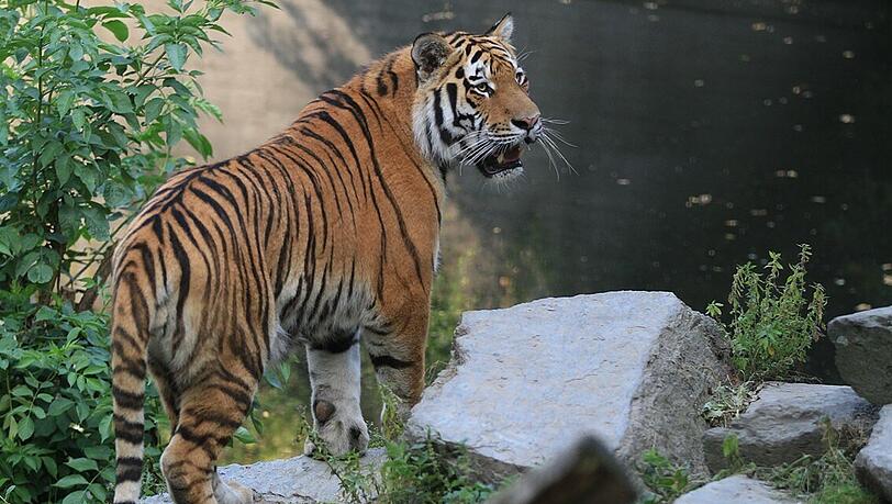 Tiger Jegor lebt seit 19. Juli in Hellabrunn. Er ist 20 Monate alt und schon fast ausgewachsen. Tiger Jegor lebt seit 19. Juli in Hellabrunn. Er ist 20 Monate alt und schon fast ausgewachsen.