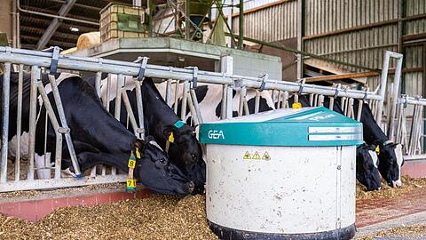 Ein Futterschieber der Firma GEA fährt automatisiert im Kuhstall von Landwirt Henning Lefert an den Kühen vorbei und kehrt dabei das Futter zusammen.