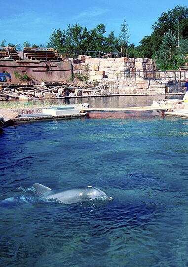 Die neue umstrittene Delfin-Lagune im Nürnberger Zoo.
