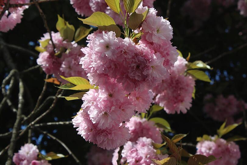 So schön kann der Frühling in München sein.
