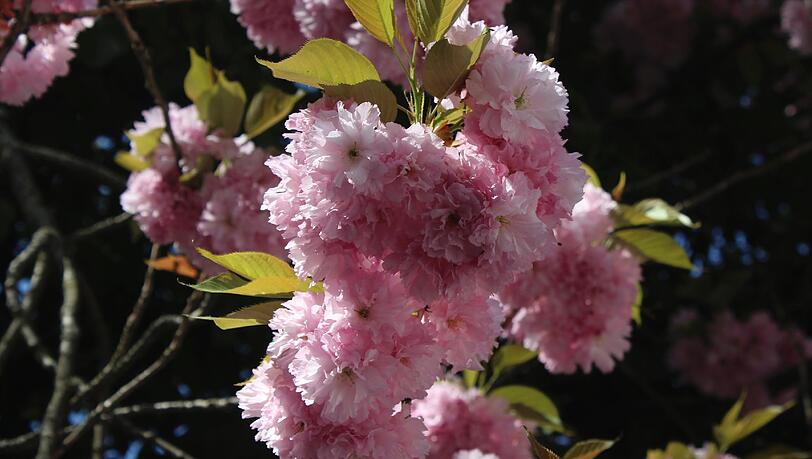 So schön kann der Frühling in München sein. So schön kann der Frühling in München sein.