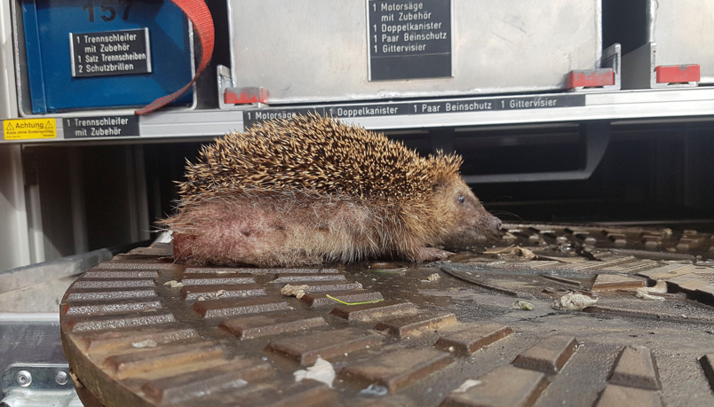 Der Igel ist in einem Schachtdeckel steckengeblieben und musste von der Feuerwehr gerettet werden.