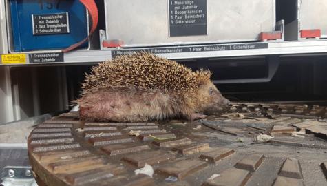 Der Igel ist in einem Schachtdeckel steckengeblieben und musste von der Feuerwehr gerettet werden.