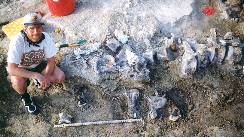 Ein Mitglied des Grabungsteams der Universität von Kansas kniet neben den Fußknochen eines nahen Verwandten des Brachiosaurer, der den Spitznamen "Bigfoot" erhielt.