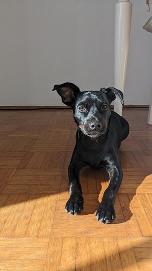 Nera