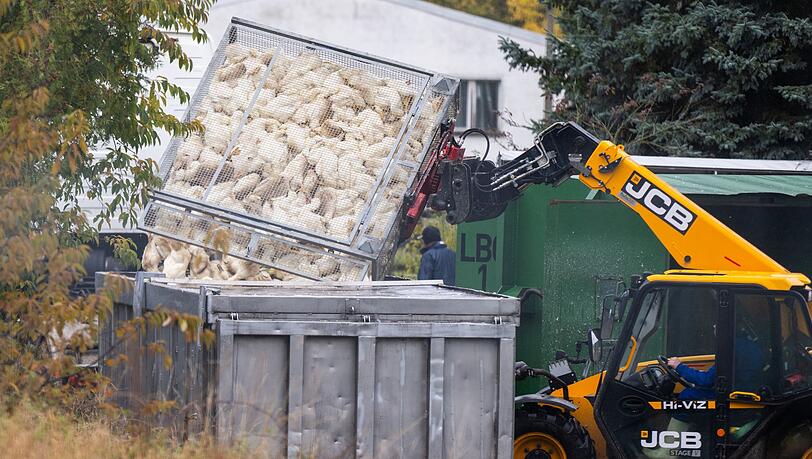 Unzählige Gänse und Enten mussten aufgrund des Vogelgrippe-Ausbruchs in Agrarbetrieben bereits getötet werden.  (Archivbild) Unzählige Gänse und Enten mussten aufgrund des Vogelgrippe-Ausbruchs in Agrarbetrieben bereits getötet werden.  (Archivbild)