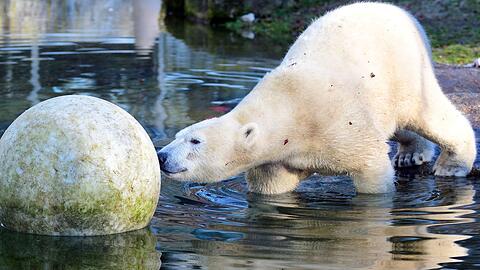 Wird den Tierpark Hellabrunn verlassen: Eisbärin Quintana.
