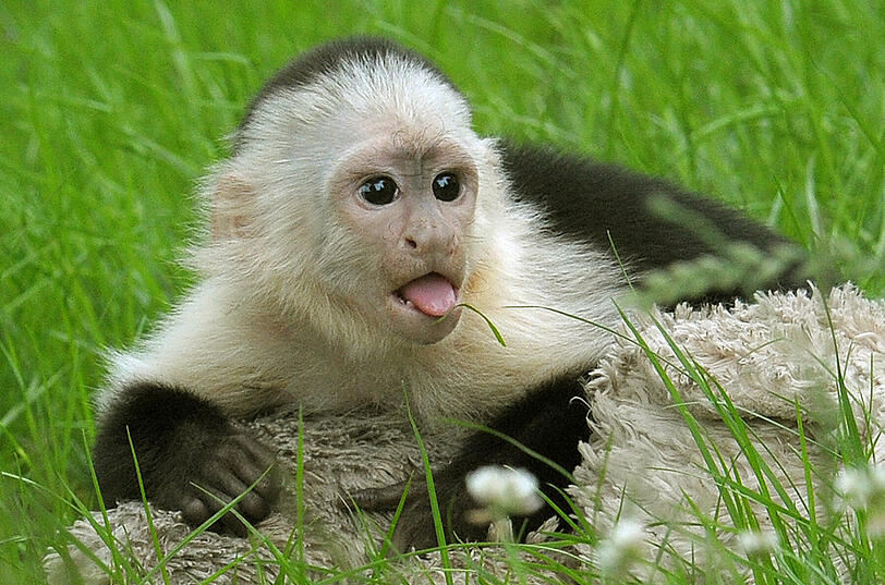 Weißschulterkapuzineräffchen Mally am 26.06.2013 in seinem neuen Affen-Freigehege des Serengeti-Parks bei Hodenhagen (Heidekreis, Niedersachsen).
