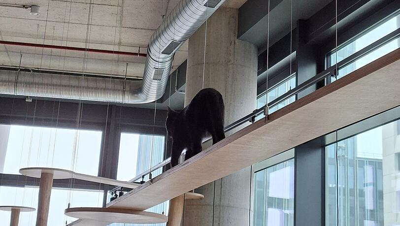 Mister geht den Catwalk in Freiham entlang. In anderen St&auml;dten wie etwa Berlin m&uuml;ssen hier teils Plexiglasscheiben angebracht sein.