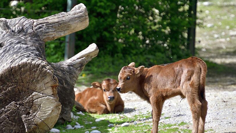 Die Heckrinder in Hellabrunn. Die Heckrinder in Hellabrunn.