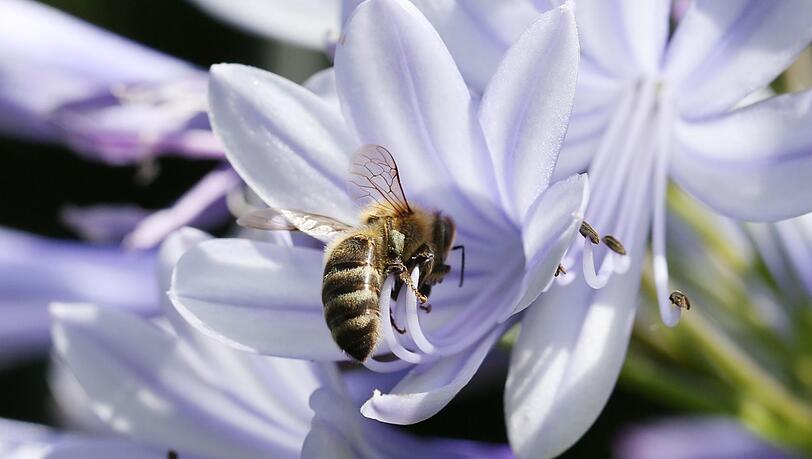 Es summt in Griesmeyers Blumen. Frösche, Molche, Igel gibt&rsquo;s auch.