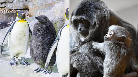 Bei den Gibbons und den Pinguinen gibt es Nachwuchs zu bestaunen.