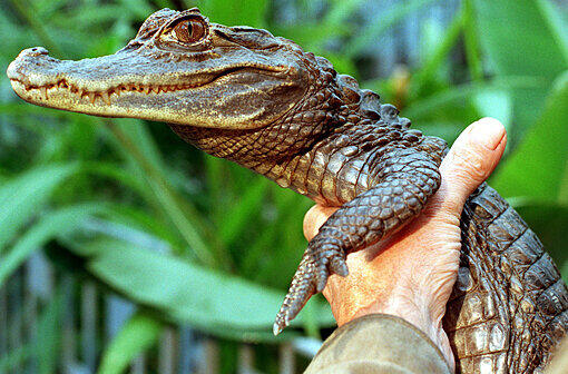 1994 - Kaiman Sammy: Wurde von Tauchern aus einem See bei Dormagen gefischt. Lebt heute im Privat-Pool auf einer &bdquo;Alligator-Action-Farm&ldquo;.