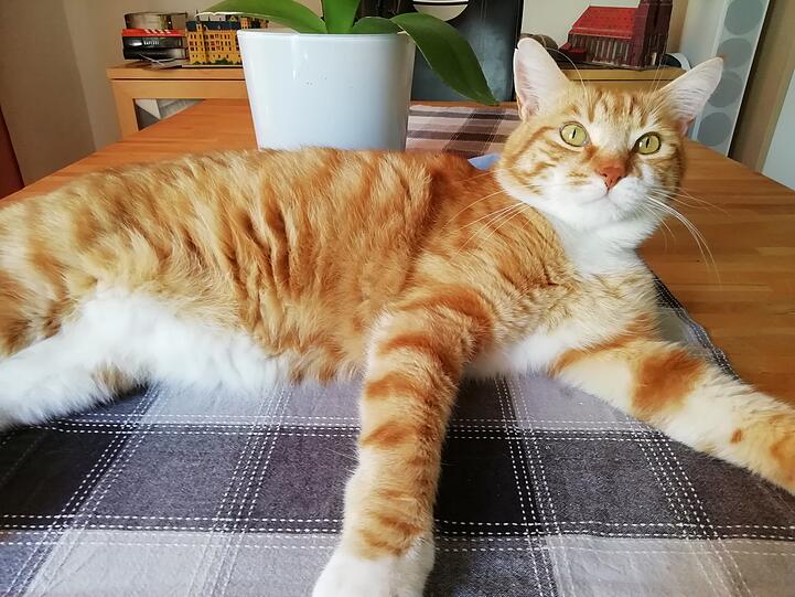 Leopold
