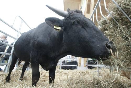 Der Landwirtschaftsminister Helmut Brunnerwill in Zukunft mehr Rinder ohne Hörner züchten. (SYMBOLBILD)
