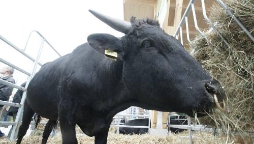 Der Landwirtschaftsminister Helmut Brunnerwill in Zukunft mehr Rinder ohne Hörner züchten. (SYMBOLBILD) Der Landwirtschaftsminister Helmut Brunnerwill in Zukunft mehr Rinder ohne Hörner züchten. (SYMBOLBILD)