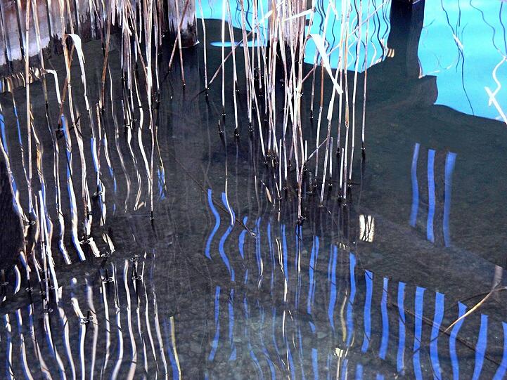 Die Sonne strahlt durch einen Steg bei Percha und zaubert am Schilf und im Wasser grafisch verspielte Reflexionen