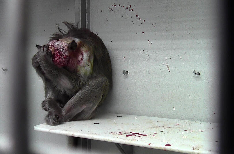 Grauenvolle Bilder von Tierversuchen mit Affen. Hier aus einer Tübinger Einrichtung.