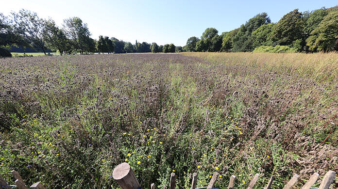 Ein Teil der schon bestehenden Wildwiese im Englischen Garten.