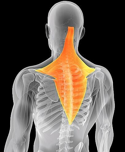 Eine Illustration des Trapezius-Muskels. Eine Illustration des Trapezius-Muskels.