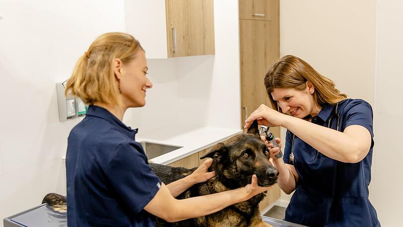Geduldig lässt der Malinois-Schäferhund-Mix seine Ohren untersuchen. Es hilft, wenn Frauchen oder Herrchen dabei ist.