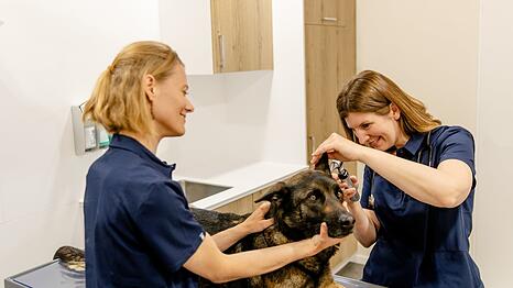 Geduldig lässt der Malinois-Schäferhund-Mix seine Ohren untersuchen. Es hilft, wenn Frauchen oder Herrchen dabei ist.