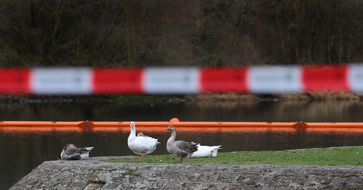 Diesel-im-Main-Sperre-aufgehoben-keine-Tiere-verendet