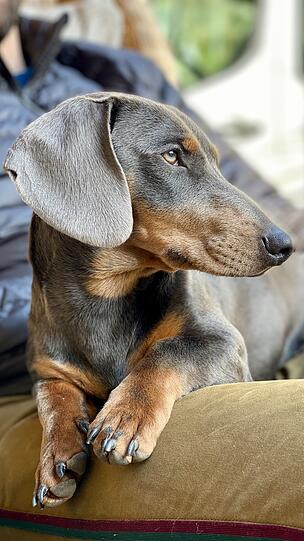 Willi