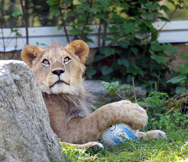 Benny und Max - nach zwei 1860-Torjägern sind die zwei Löwenjungen in Hellabrunn vom Paten TSV benannt worden. Die AZ hat die Neu-Löwen im Zoo besucht. Die Fotos sehen Sie in der Bilderstrecke.