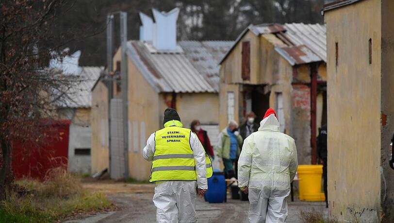 Ptačí chřipka: 15 000 poražených kachen v ČR