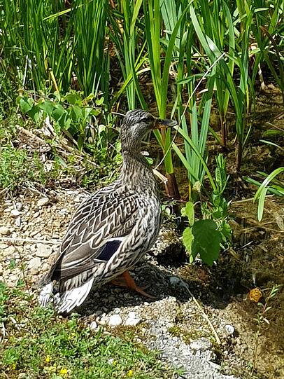 Am Teich lebt eine Entenfamilie.