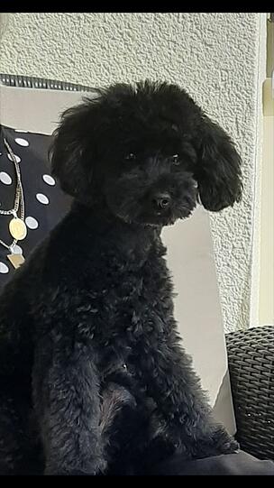 Gianni