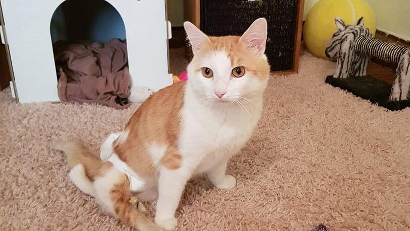 Der Kater muss wegen seiner Inkontinenz eine Windel tragen &ndash; doch er ist fit und lebensfroh, sagt sein Frauchen.