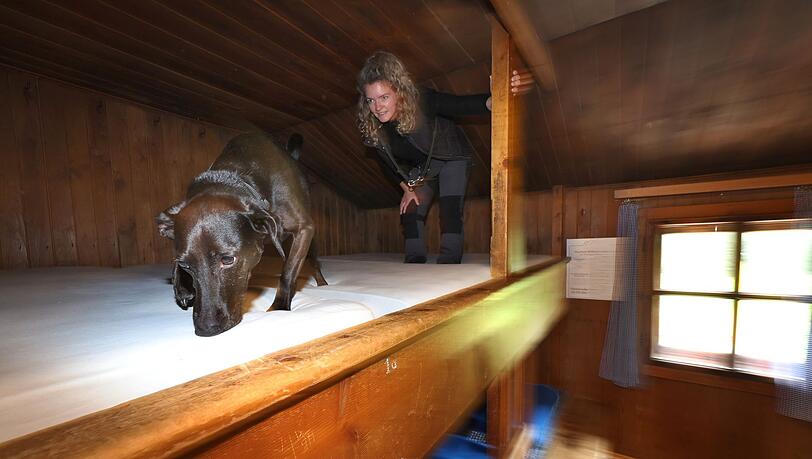 Bettwanzen-Spürhund Linus schnüffelt durch die Betten, begleitet von Hundeführerin Laura Pannasch. Bettwanzen-Spürhund Linus schnüffelt durch die Betten, begleitet von Hundeführerin Laura Pannasch.