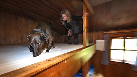 Bettwanzen-Sp&uuml;rhund Linus schn&uuml;ffelt durch die Betten, begleitet von Hundef&uuml;hrerin Laura Pannasch.