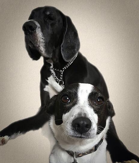 Pippa (vorne) und Carla