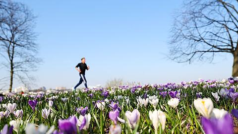 Joggen durch ein Blumenmeer ist jetzt wieder m&ouml;glich. (Archivbild)