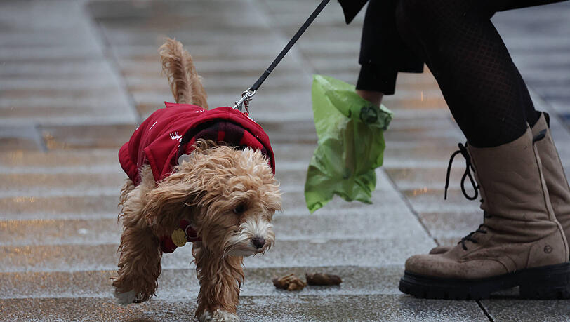 In Landshut sollen Hundehalter k&uuml;nftig selbst f&uuml;r Gassibeutel sorgen, weil die Stadt die kostenlosen Hundekot-Beutel abschafft.