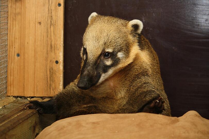 Auch für ihn wird ein neues Zuhause gesucht: Nasenbär "Bootsmann".
