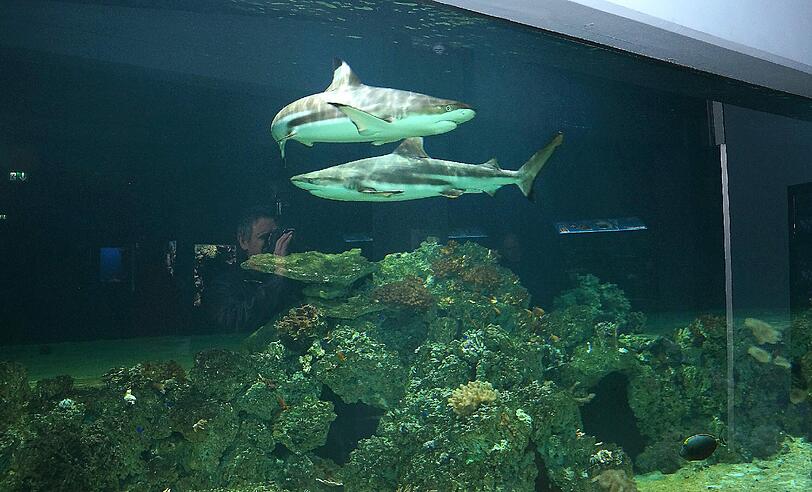 Die Haie Else und Kurt sind umgezogen und schwimmen jetzt in einer faszinierenden Unterwasserwelt im Tierpark Hellabrunn