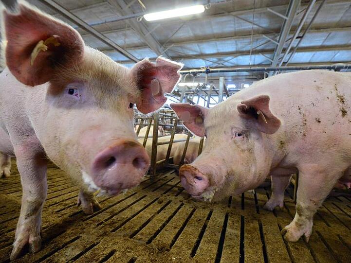 Die deutschen Landwirte sind wegen der Afrikanischen Schweinepest in höchster Alarmbereeitschaft.