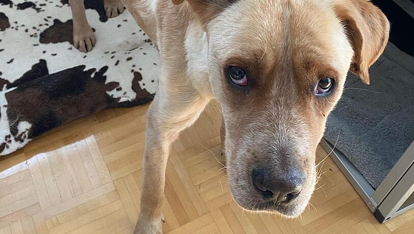 Der abgemagerte Hund Rudi war 27 Tage lang auf sich allein gestellt. Der abgemagerte Hund Rudi war 27 Tage lang auf sich allein gestellt.