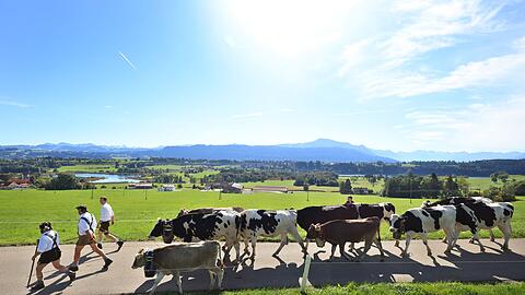 Bei strahlendem Sonnenschein sind die Hirten im Allgäu mit ihren Tieren unterwegs.