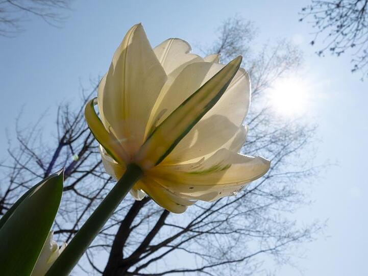Eine Tulpe blüht vor blauem Frühlingshimmel.