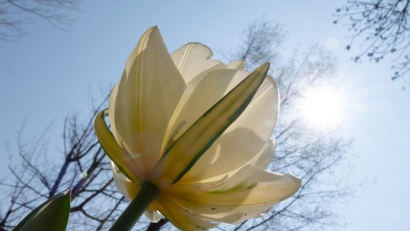 Eine Tulpe blüht vor blauem Frühlingshimmel. Eine Tulpe blüht vor blauem Frühlingshimmel.